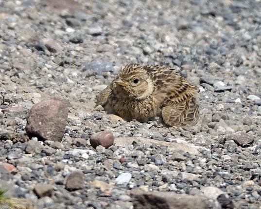 skylark